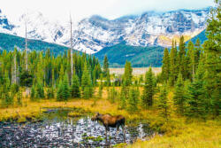 Dimex Vlies Fotótapéta - Moose in a Meadow - 375x250 cm (MS-5-3030)