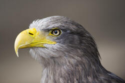 Dimex Vlies Fotótapéta - Eagel - 375x250 cm (MS-5-0407)