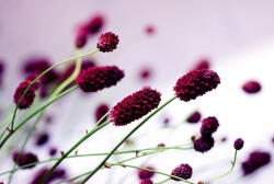 Dimex FLORAL VIOLET fotótapéta, poszter, vlies alapanyag, 375x250 cm (MS-5-0141)