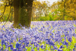 Dimex Vlies Fotótapéta - Bluebells in a wood - 375x250 cm (MS-5-1856)