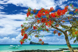 Dimex Vlies Fotótapéta - Tropical paradise - 375x250 cm (MS-5-1791)