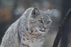 Dimex Vlies Fotótapéta - Wild Canada lynx - 375x250 cm (MS-5-0548)