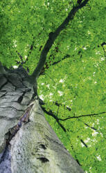 Dimex TREETOP fotótapéta, poszter, vlies alapanyag, 150x250 cm (MS-2-0101)