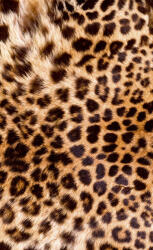 Dimex LEOPARD SKIN fotótapéta, poszter, vlies alapanyag, 150x250 cm (MS-2-0184)