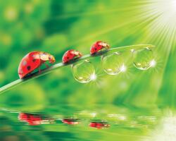 Consalnet Katicák poszter, fotótapéta, Vlies (416 x 254 cm) (C1-121VEXXXL)