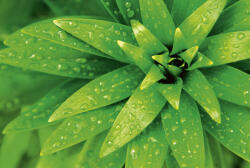 Dimex FRESH FOLIAGE fotótapéta, poszter, vlies alapanyag, 375x250 cm (MS-5-0153)