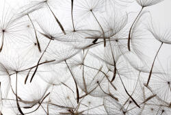 Dimex DANDELION SEEDS fotótapéta, poszter, vlies alapanyag, 375x250 cm (MS-5-0122)