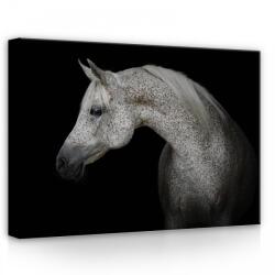 Consalnet Ló, vászonkép, 70x50 cm méretben (C5-13597O7)