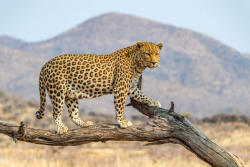 Dimex Vlies Fotótapéta - A Leopard in Dusternbrook - 375x250 cm (MS-5-0603)