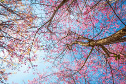 Dimex Vlies Fotótapéta - Pink flower blossom - 375x250 cm (MS-5-1839)