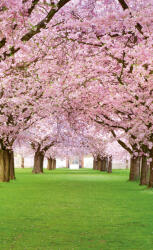 Dimex CHERRY TREES fotótapéta, poszter, vlies alapanyag, 150x250 cm (MS-2-0105)