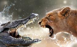 Consalnet Krokodil vs. oroszlán poszter, fotótapéta (312 x 219 cm) (C1-3643VEXXL)