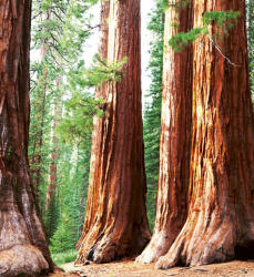 Dimex SEQUOIA fotótapéta, poszter, vlies alapanyag, 225x250 cm (MS-3-0102)