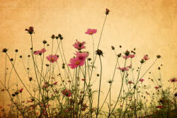 Dimex Vlies Fotótapéta - Flower on paper - 375x250 cm (MS-5-1285)