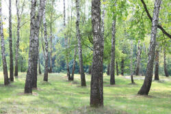 Dimex Vlies Fotótapéta - Beutiful birches in forest - 375x250 cm (MS-5-1912)