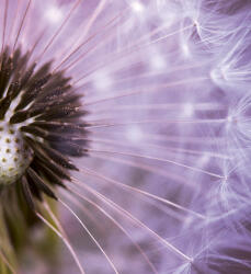 Dimex DANDELION fotótapéta, poszter, vlies alapanyag, 225x250 cm (MS-3-0124)