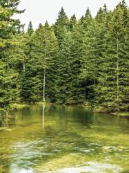 Consalnet Erdei tó poszter, fotótapéta, Vlies (206x275 cm, álló) (C1-1917VEA)