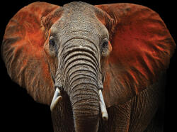 Consalnet Elefánt poszter, fotótapéta Vlies (152, 5 x 104 cm) (C1-11752VEL)