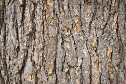 Dimex Vlies Fotótapéta - Bark of fir - 375x250 cm (MS-5-2344)