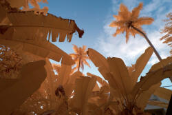 Dimex Vlies Fotótapéta - Banana tree in blue sky - 375x250 cm (MS-5-1709)