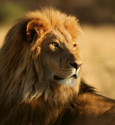 Dimex LION fotótapéta, poszter, vlies alapanyag, 225x250 cm (MS-3-0231)