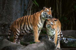 Dimex Vlies Fotótapéta - Royal Bengal tiger - 375x250 cm (MS-5-0589)