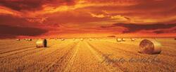 Consalnet Szalmabálák vlies poszter, fotótapéta 446VEEXXXL /832x254 cm/ (446-VEE-XXXL)