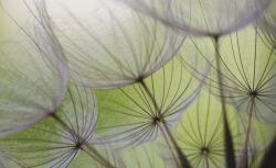 Consalnet Pitypang poszter, fotótapéta Vlies (254 x 184 cm) (C1-271V4)