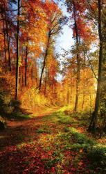 Dimex FOREST WALK fotótapéta, poszter, vlies alapanyag, 150x250 cm (MS-2-0065)