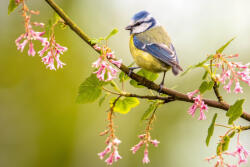 Dimex Vlies Fotótapéta - Blue tit on a branch - 375x250 cm (MS-5-0396)