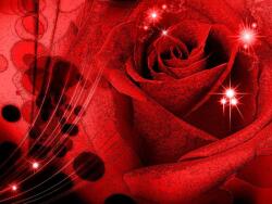 Consalnet Rózsa poszter, fotótapéta, Vlies (368 x 254 cm) (C1-339V8)