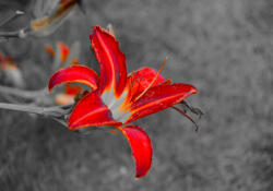 Sverus Fotótapéta Flower, 400 x 260 cm (SV-44110878WM-400X260CM)