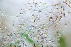 Dimex Vlies Fotótapéta - Branch with water drops - 375x250 cm (MS-5-1728)