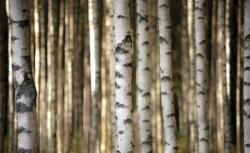 Consalnet Erdő poszter, fotótapéta, Vlies (416 x 254 cm) (C1-3612VEXXXL)