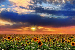 Dimex Vlies Fotótapéta - Sunflowers in sunset - 375x250 cm (MS-5-1729)