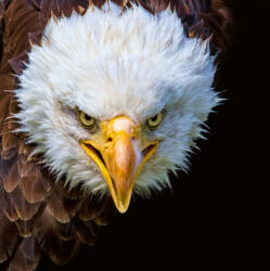 Dimex Vlies Fotótapéta - American Eagle - 375x250 cm (MS-5-2956)