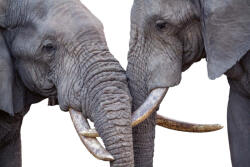 Dimex Vlies Fotótapéta - Close-up of two African bush elephant - 375x250 cm (MS-5-0481)