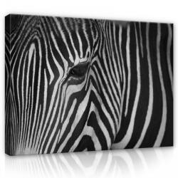 Consalnet Vászonkép, Zebra szem 80x60 cm méretben (C5-12736O6)