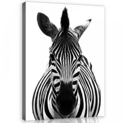 Consalnet Vászonkép, Zebra, 75x100 cm méretben (C5-11966O1)