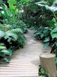 Consalnet Erdő poszter, fotótapéta, Vlies (184x254 cm, álló) (C1-11356V4A)