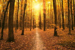 Dimex Vlies Fotótapéta - Golden forest - 375x250 cm (MS-5-1882)