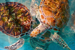 Dimex Vlies Fotótapéta - Turtles photomount in Caribbean water - 375x250 cm (MS-5-0505)