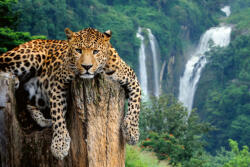 Dimex Vlies Fotótapéta - Leopard on the tree - 375x250 cm (MS-5-0591)