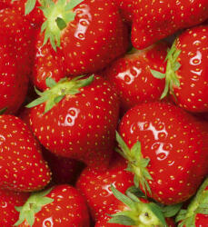 Dimex STRAWBERRY fotótapéta, poszter, vlies alapanyag, 225x250 cm (MS-3-0241)