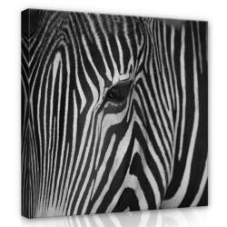 Consalnet Zebra portré, vászonkép 80x80 cm méretben (C5-12736O2)