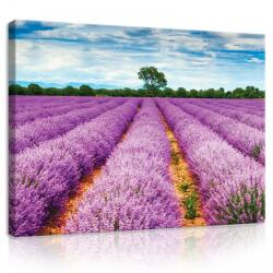 Consalnet Vászonkép, Levendula mező, 100x75 cm méretben (C5-11039O1)