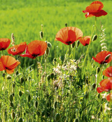 Dimex POPPY FIELD fotótapéta, poszter, vlies alapanyag, 225x250 cm (MS-3-0092)
