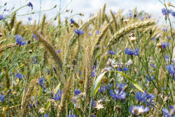 Dimex Vlies Fotótapéta - Cornflowers - 375x250 cm (MS-5-1723)