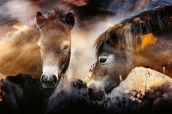 Dimex Vlies Fotótapéta - Wild horses - 375x250 cm (MS-5-0394)