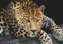 Sverus Fotótapéta Close Up Leopard Portrait, 416 x 254 cm (SV-40898443WM-416X254CM)